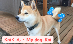 Kaiくん・My Dog Kai